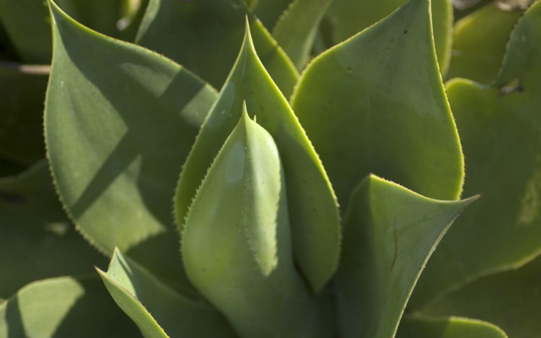 aloe vera