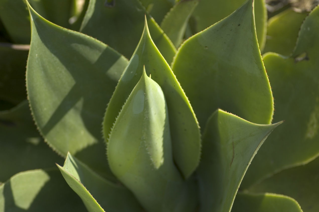 aloe vera